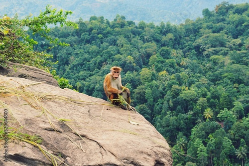Photography The toque macaque  is a reddish-brown-coloured Old World monkey endemic to Sri Lanka, where it is known as the rilewa or rilawa