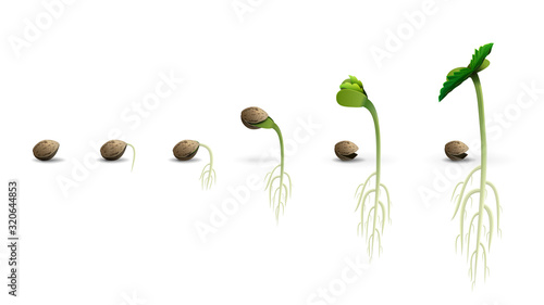 Stages of cannabis seed germination from seed to sprout, realistic illustration isolated on white background photo