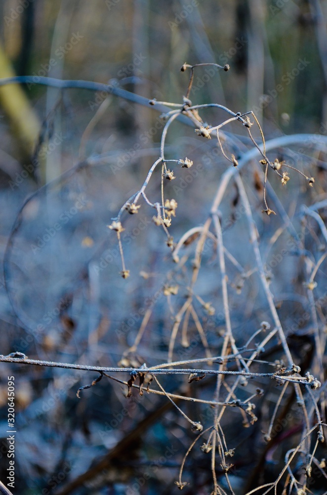 frost on the grass frost on the grass