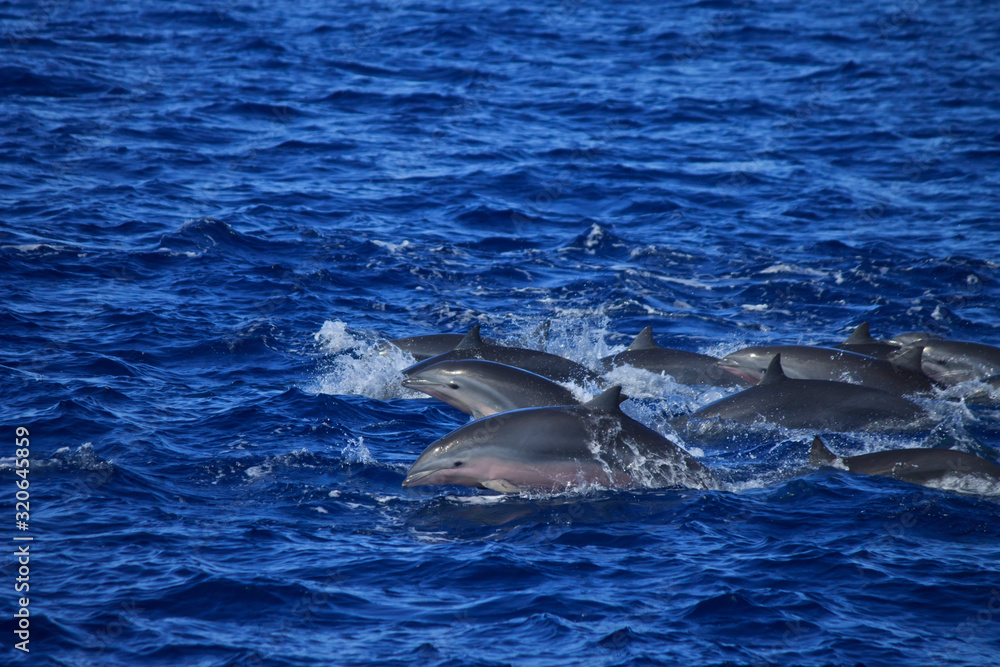 Fototapeta premium pod of pink belly dolphins leaping and splashing 