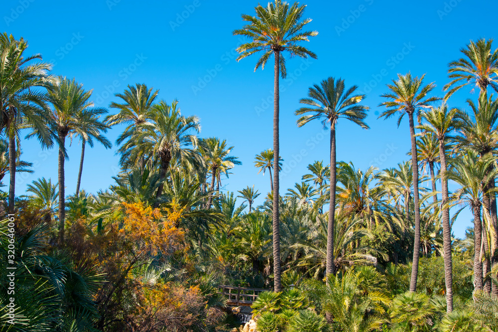 Lush palm grove in warm weather Countless tall palm trees fill the entire country next to the lakes
