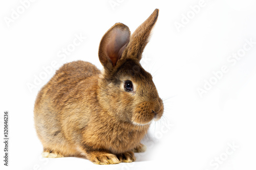 small fluffy red rabbit isolated on white background. Hare for Easter close-up.