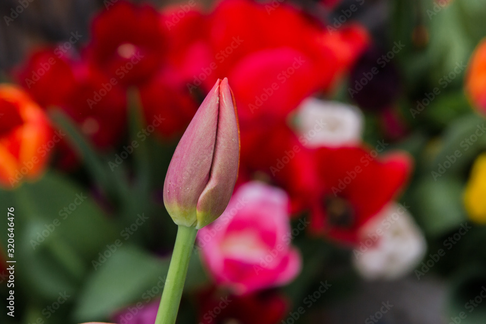 Beautiful pink tulips, spring flowers grown in a greenhouse.Spring flowers and floriculture Beautiful pink tulips, spring flowers grown in a greenhouse.Spring flowers and floriculture