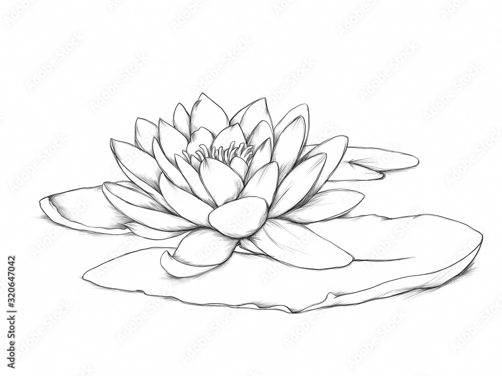 Obraz premium Seerose mit Blatt