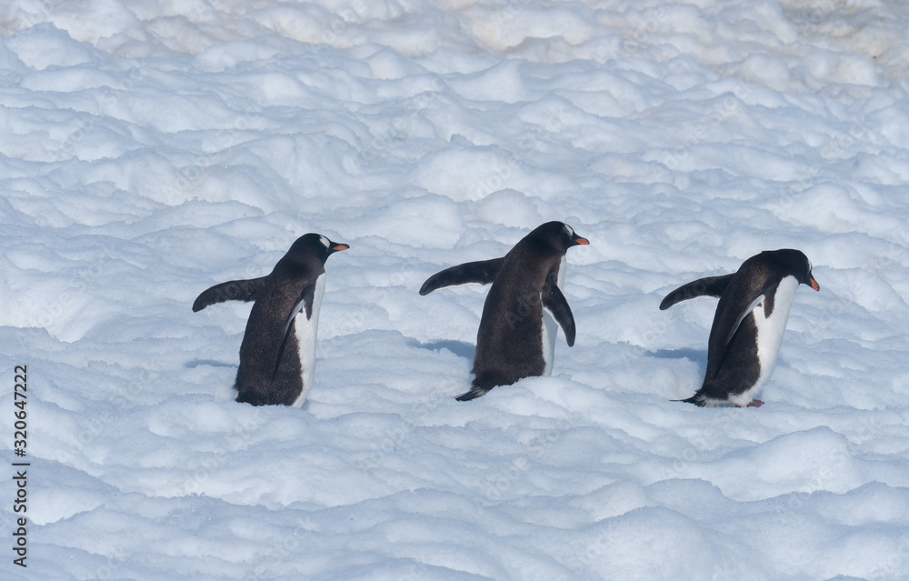 Fototapeta premium Gentoo penguins returning to the ocean to feed from their rookeries uphill. Neko Harbor, Antarctic Peninsula