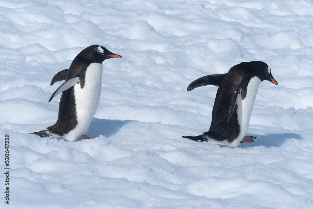 Fototapeta premium Gentoo penguins returning to the ocean to feed from their rookeries uphill. Neko Harbor, Antarctic Peninsula