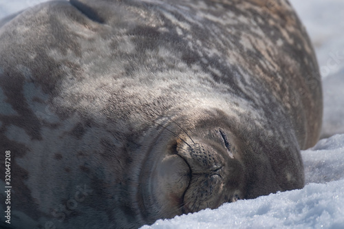 Closeup of a Weddell seal relaxing on the snow on a sunny day in Neko Harbor, a beautiful inlet of the Antarctic Peninsula.