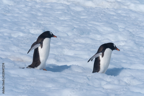 Gentoo penguins returning to the ocean to feed from their rookeries uphill. Neko Harbor  Antarctic Peninsula