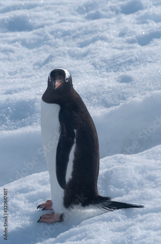 Gentoo penguins returning to the ocean to feed from their rookeries uphill. Neko Harbor  Antarctic Peninsula