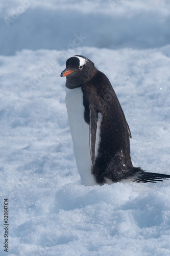 Gentoo penguins returning to the ocean to feed from their rookeries uphill. Neko Harbor  Antarctic Peninsula