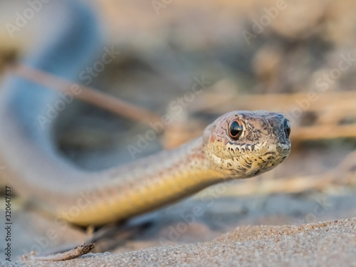 An adult olive grass snake (Psammophis mossambicus), in the Okavango Delta, Botswana photo