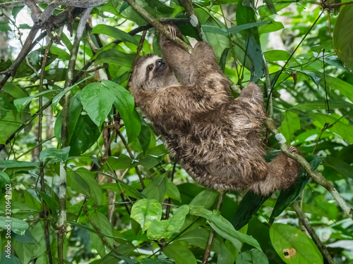 Adult brown-throated sloth (Bradypus variegatus), Yanayacu Lake, Rio Pacaya, Amazon Basin, Loreto, Peru photo