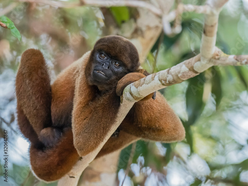 An adult common woolly monkey (Lagothrix lagothricha), in the trees along the Yarapa River, Nauta, Peru