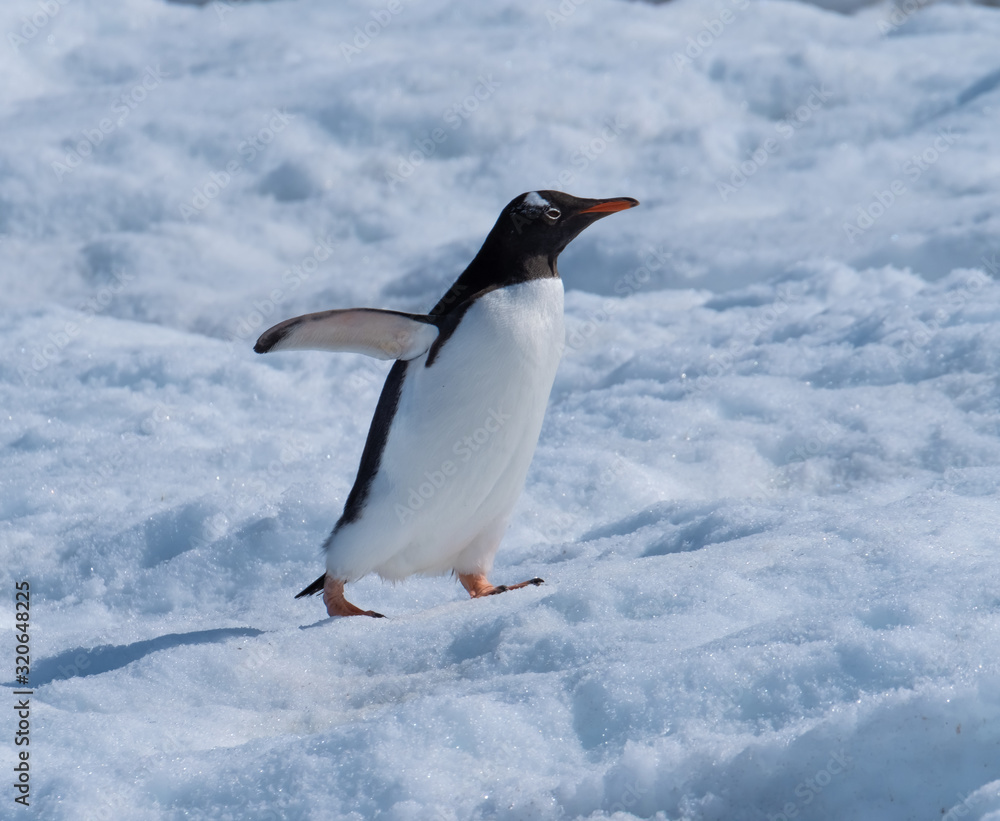 Naklejka premium A gentoo penguin climbing snowy hills back to the rookery in Neko Harbor, a spectacular inlet of the Antarctic Peninsula