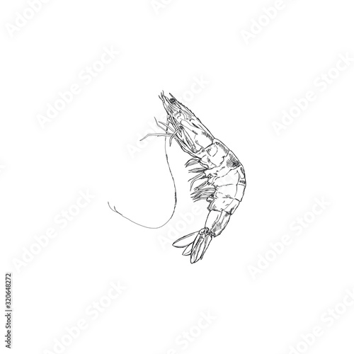 Hand-drawn shrimp illustration
