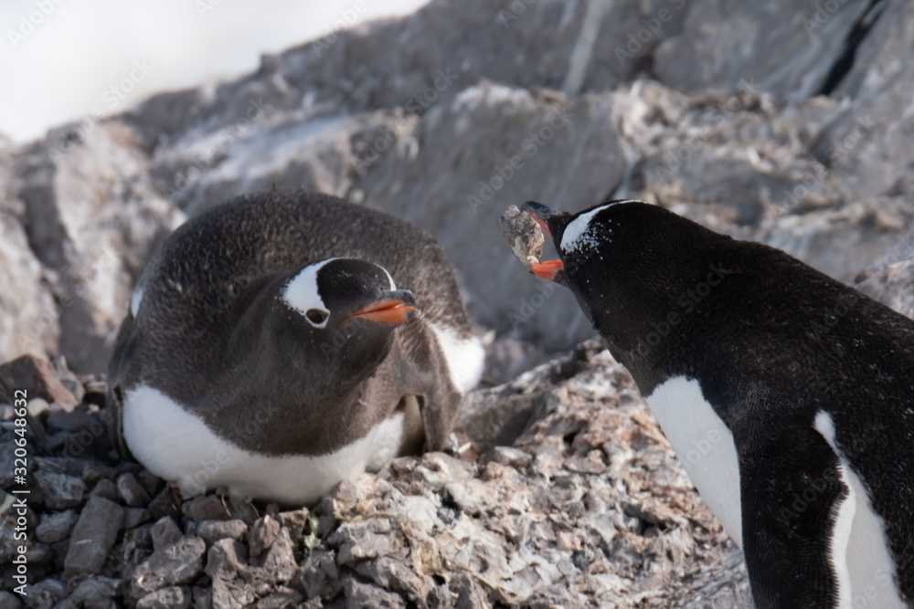Fototapeta premium Beautiful Neko Harbor, an inlet of the Antarctic Peninsula