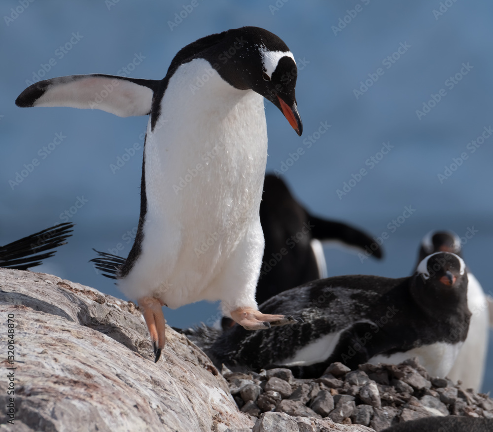 Obraz premium Closeup of a gentoo penguin, Neko Harbor, an inlet of the Antarctic Peninsula