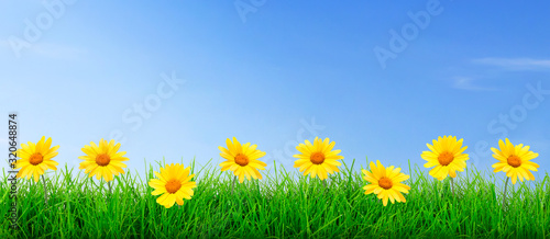 Wide natural flowers and green grass meadow on a blue sky background in close-up with copy space for your advertisement