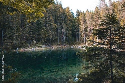 A Pond In The Forest