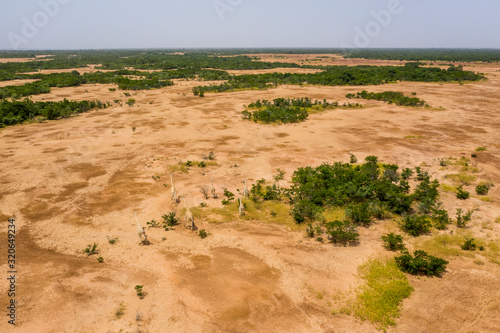 West African giraffes (Giraffa camelopardalis peralta), Koure, Niger, West Africa photo