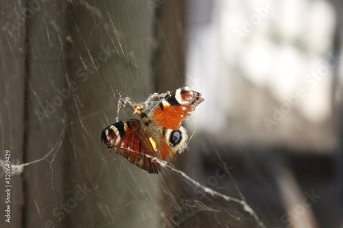 Fotografía Zerschmetterling