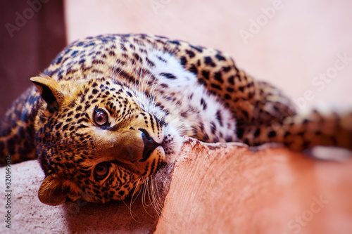 Leopard, beautiful portrait. Animal world. Big cat.