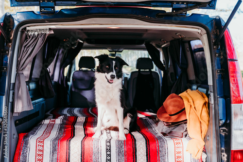 cute border collie dog relaxing in a van. travel concept © Eva