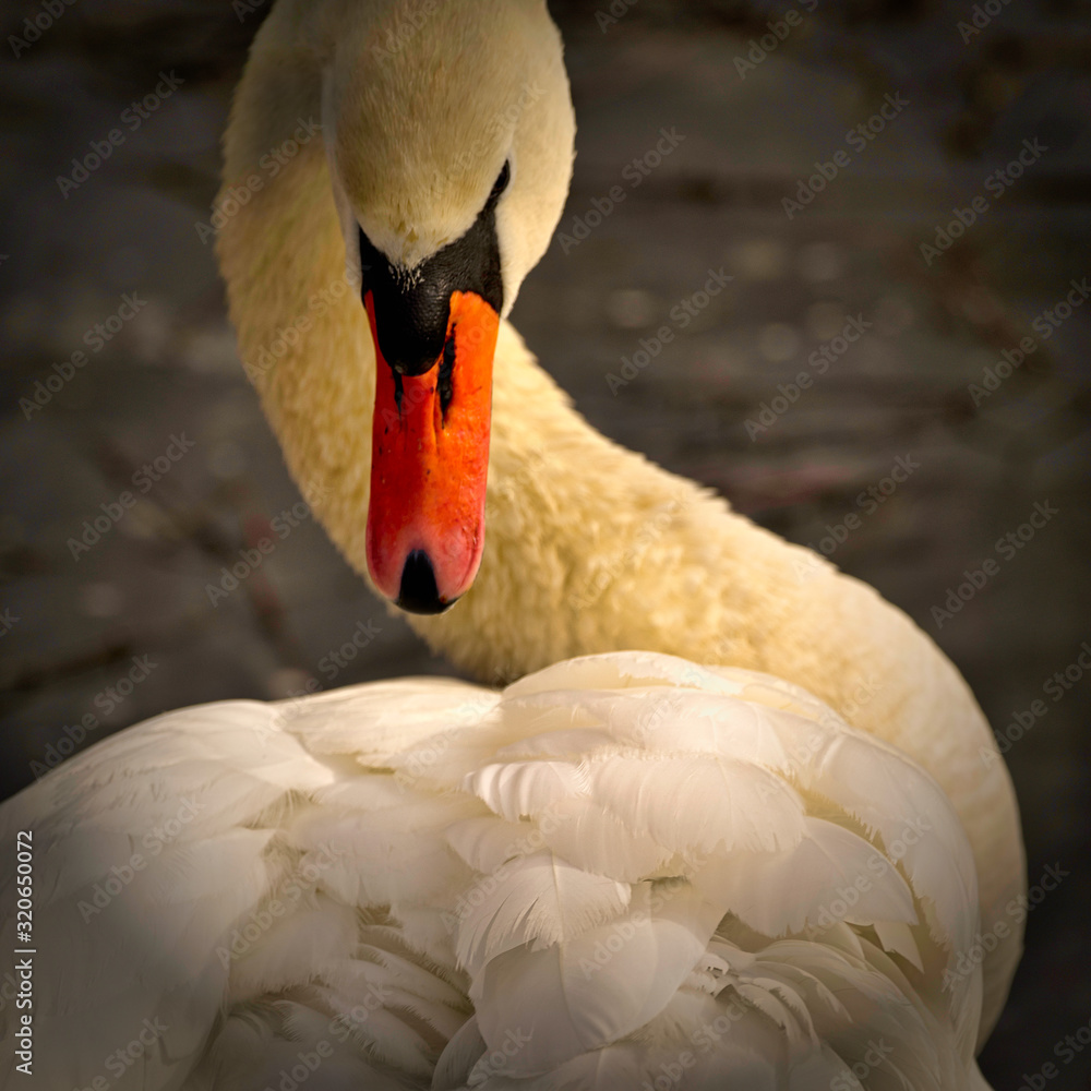 Fototapeta premium Łabędź niemy (Cygnus olor)