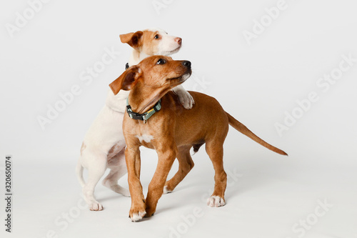 Dos cachorros de perro de raza setter y podenco jugando sobre fondo blanco photo