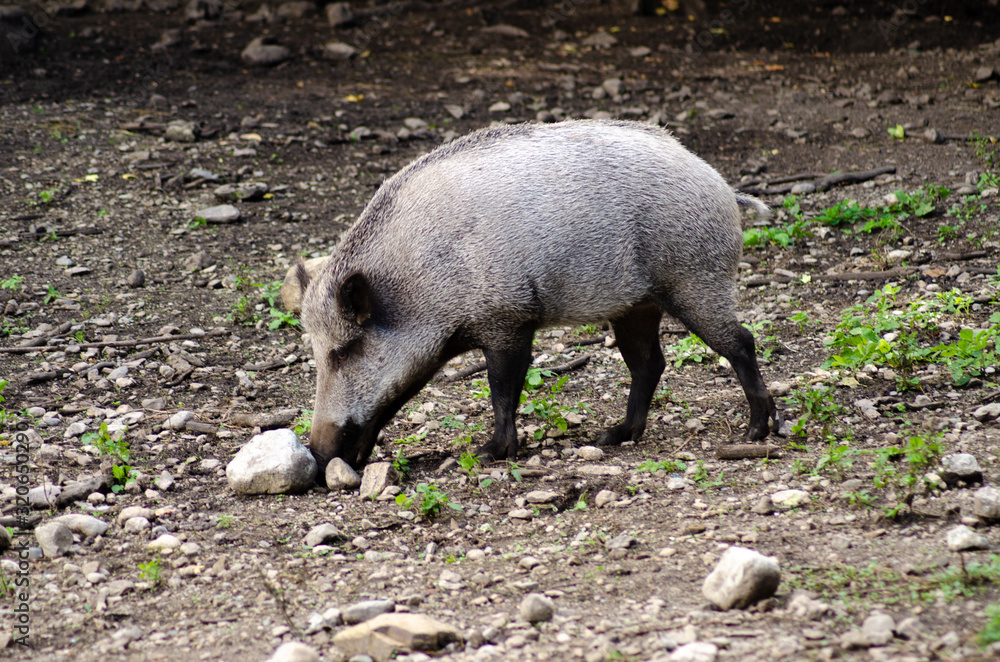 Wild boars visiting.wild boar in the zoo Wild boars visiting.wild boar in the zoo