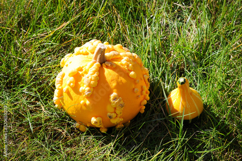 dos calabazas, una grade y otra más pequeña sobre hierba verde photo