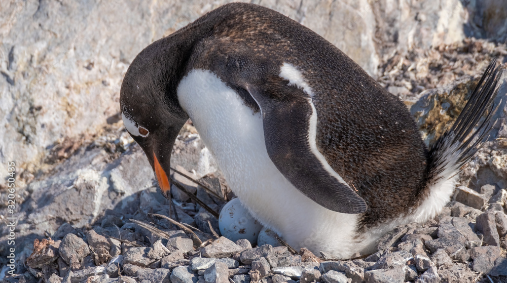 Naklejka premium Penguins spend most of their time in the ocean, but their nesting colonies (rookeries) are located far away uphill on rocky terrain.