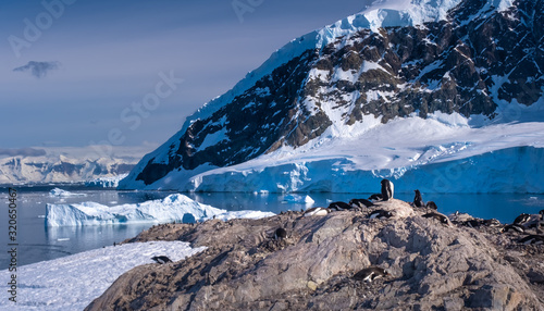 Gentoo penguin rookeries on top of dry rocky terrain in beautiful Neko Harbor, an inlet of the Antarctic Peninsula