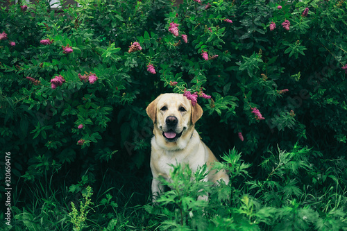 Foto Happy dog under blooming bush looking at camera