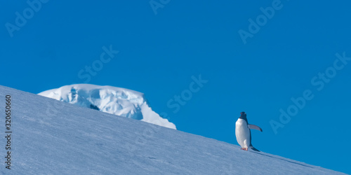 A gentoo penguin climbing snowy hills back to the rookery in Neko Harbor, a spectacular inlet of the Antarctic Peninsula © Luis