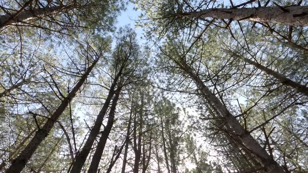 Circular view of the tops of a pine forest bathed by the sun, during the early hours of the morning Circular view of the tops of a pine forest bathed by the sun, during the early hours of the morning