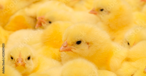 A texture of Baby domestic Chickens.