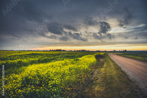 Fototapeta Naklejka Na Ścianę i Meble -  road in the field during sunset