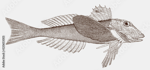 Northern sea robin prionotus carolinus, marine fish from the western Atlantic Ocean in side view
