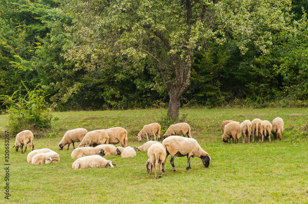 Obraz premium Flock of sheep grazing in green grass summer mountain meadow