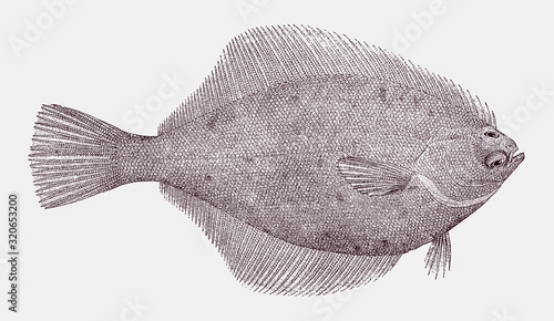 Yellowfin sole limanda aspera, highly commercial food fish from the North Pacific ocean in topside view