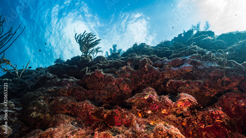 Seascape of coral reef in the Caribbean Sea around Curacao with coral and sponge, view to surface