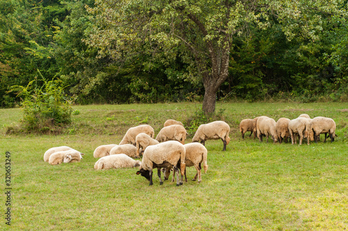 Flock of sheep grazing in green grass summer mountain meadow