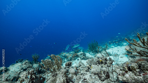 Seascape in turquoise water of coral reef in Caribbean Sea / Curacao with Barracuda, coral and sponge © NaturePicsFilms