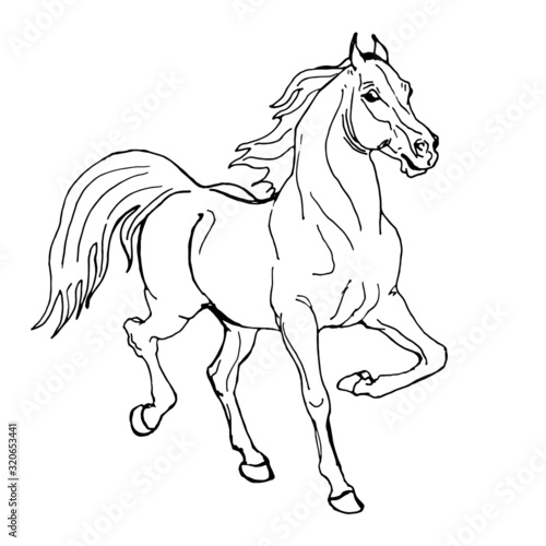 Fototapeta Naklejka Na Ścianę i Meble -  horse, outline drawing, sketch, isolated monochrome image on white background