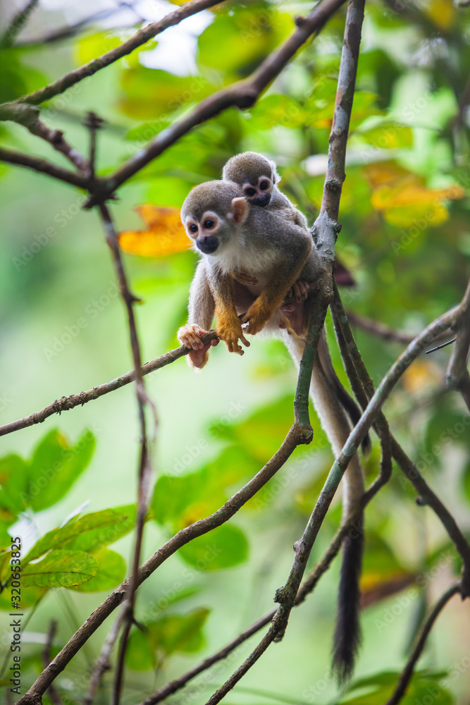 Capuchin monkey female carrying her cub