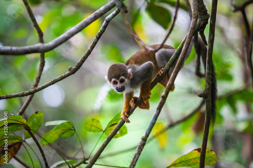 Canvas Print Capuchin monkey on the branches of a tree