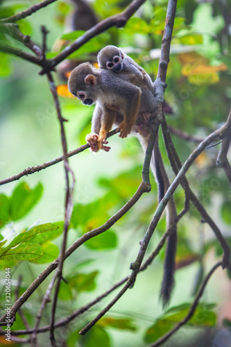 Capuchin monkey female carrying her cub