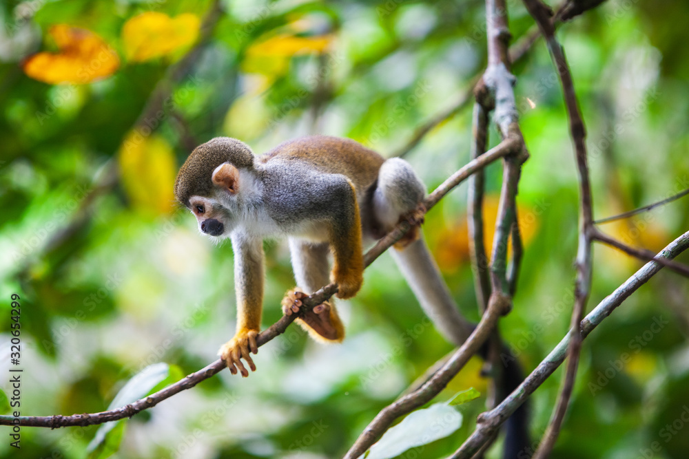 Fototapeta premium Capuchin monkey on the branches of a tree