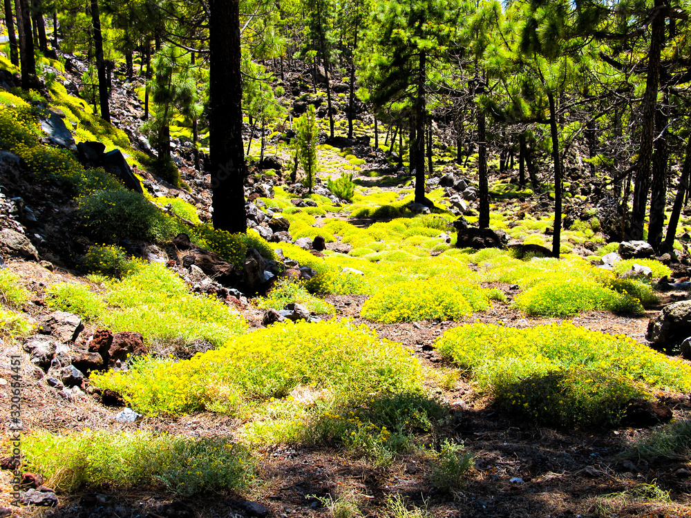 Forest Forest